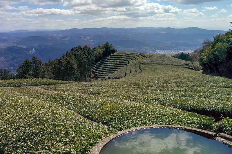 First Harvest 2025 Matcha: Price, Yield & What It Means for You