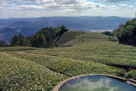 First Harvest 2025 Matcha: Price, Yield & What It Means for You